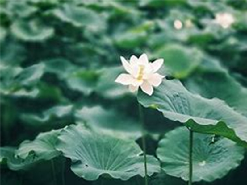 戒掉抱怨 放下面子 懂得感恩